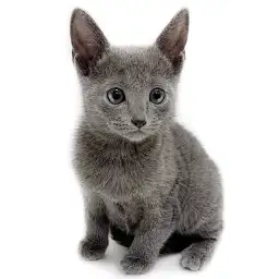 ロシアンブルー