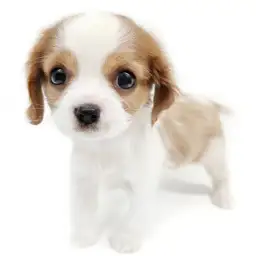 キャバリア・キングチャールズ・スパニエル