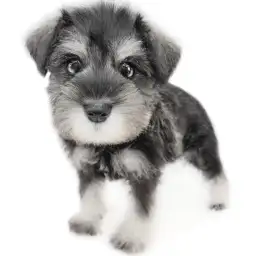 ミニチュア・シュナウザー