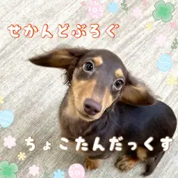 【 ミニチュアダックスフント 】怒られ褒められ学びの奮闘中！生後4ヶ月の成長記録