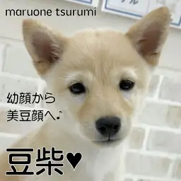 【 豆柴 】白く輝く小さな心、今こそ絆を築くゴールデンタイム!