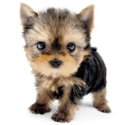 ヨークシャーテリア