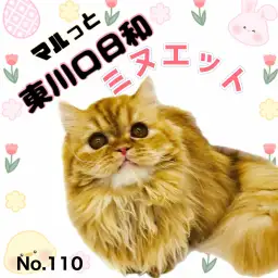 【 マルっと東川口日和No.110 】気品と甘えん坊が同居！8ヶ月のミヌちゃん