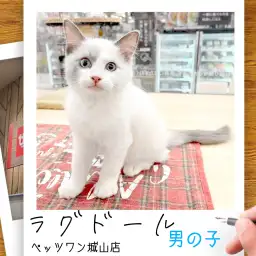 【ラグドール】城山っ子成長報告!2025年11月12日