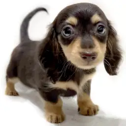 ミニチュア・ダックスフント