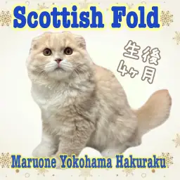 【 スコティッシュフォールド 】帰宅後の癒しに!丸顔&ふんわりボリュームにゃんこ