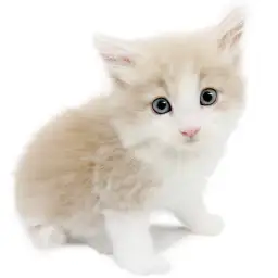 ノルウェージャンフォレストキャット