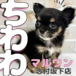 【 チワワ 】たぬき顔のお顔が魅力のチワワちゃんが板橋区のペットショップに登場！