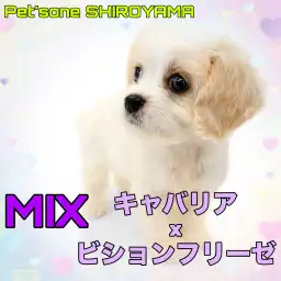 【 MIX 】マルワンで大人気！とっても可愛いキャバションちゃんが城山店に登場