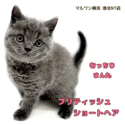 【 ブリティッシュショートヘア 】リアルチェシャ猫？！むっちり女子ブリちゃん