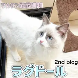 【 ラグドール 】生後4ヶ月を迎えたおっとりフレンドリーな性格の女の子