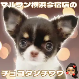 【 チワワ 】大人気チョコタンカラーの小さめチワワの女の子が聖地に登場!