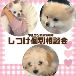 【 しつけ個別相談会 】愛犬との絆の結び方レクチャーとお悩み相談!