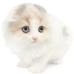 スコティッシュフォールド