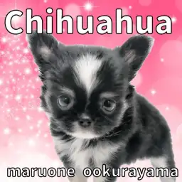 【 チワワ 】コンパクトサイズに成長中!極短マズルのプレミアムチワワ!