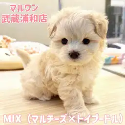 【 マルプー 】マルチーズとトイプードルの大人気MIX！クリームの女の子