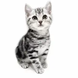 アメリカンショートヘア