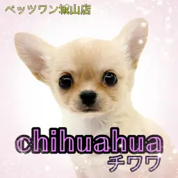 【 チワワ 】小さくても元気いっぱい!天使のようなちーちゃん登場