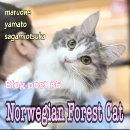 【 ノルウェージャン 】猫とも仲良し！穏やかさ賢さ美しさの成長が止まらない！