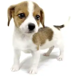 ジャックラッセルテリア