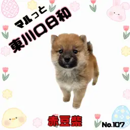 【 マルっと東川口日和No.107 】まるで子グマ?大人気の赤豆柴が登場!