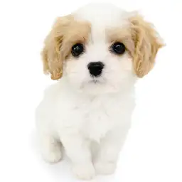 MIX（キャバリアキングチャールズスパニエル×ビションフリーゼ）