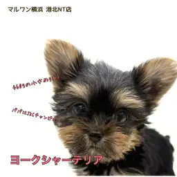 【 ヨーキー 】パパはチャンプ！マズル短め小さめサイズ、可愛さプレミアム級！