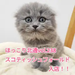 【 ほっこり北通vol.238 】まん丸フェイス！垂れ耳スコちゃんが入店！