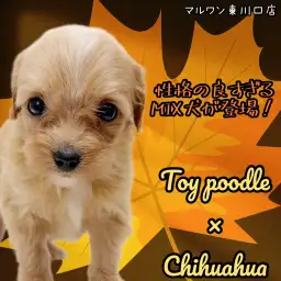 【 MIX 】王道×王道！性格もルックスもパーフェクトなプーチワがやってきた！