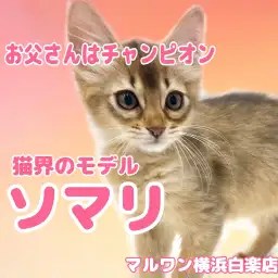 【 ソマリ 】お父さんはZCCチャンピオン!人懐っこい美猫が白楽店に登場!