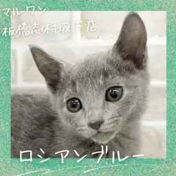 【 ロシアンブルー 】気品溢れた貴公子！ロシアンブルーの男の子が新しく仲間入り！