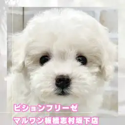 【 ビション 】将来有望なアフロ犬！ビションフリーゼちゃんが志村坂下店に登場！