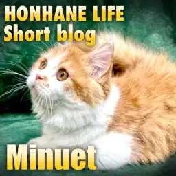 【 ミヌエット 】テレワークの相棒に甘えん坊のミヌちゃんと一緒!