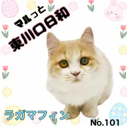 【 マルっと東川口日和No.101 】甘えん坊王子のラガちゃんが魅力倍増