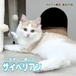 【 サイベリアン 】大きくてゴージャス!育てやすさが自慢の美麗な猫ちゃん