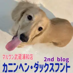 【 カニンヘン・ダックスフント 】生後4ヶ月を迎えた甘えん坊なイエローの男の子