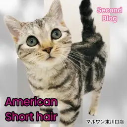 【 アメリカンショートヘア 】可愛さアップデート中！魅力の加速がもう止まらない