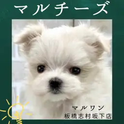 【 マルチーズ 】純白の天使！手乗りサイズのマルチーズが新しく志村坂下店に入店！