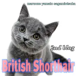 【 ブリティッシュ 】人懐っこく遊び好き！初めてでも安心な温和な猫の成長記録！