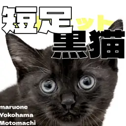 【 ミヌエット 】横浜元町にやってきました黒猫さんは短足でした!