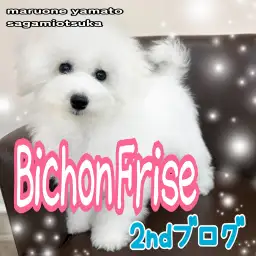 【 ビションフリーゼ 】お外デビューももう間近！アフロ犬を目指す成長の第一歩！