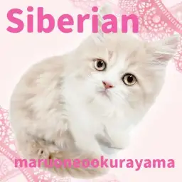 【 サイベリアン 】柔らかさと温もりを感じるクリームカラーの男の子が登場!