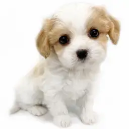 MIX（キャバリアキングチャールズスパニエル×ビションフリーゼ）