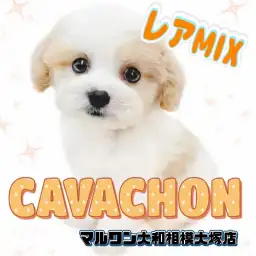 【 MIX 】人気沸騰！両親譲りの可愛さも最強なマルワンのキャバション登場！