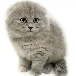 スコティッシュフォールド