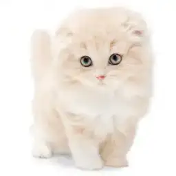 スコティッシュフォールド