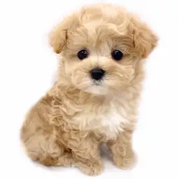 MIX（マルチーズ×トイプードル）