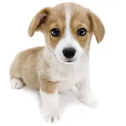 ウェルシュコーギーペンブローク