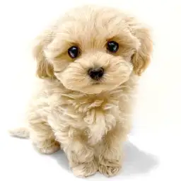 MIX（マルチーズ×トイプードル）