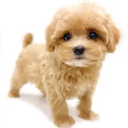 MIX（トイプードル×マルチーズ）